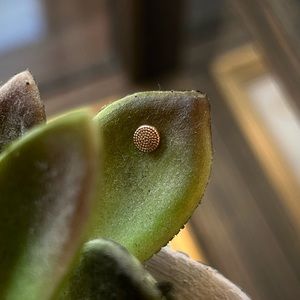 Body Gems 4mm Rose Gold Milgrain Disc (threadless)